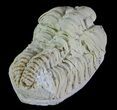 Calymene Celebra Trilobite - Illinois #64052-2